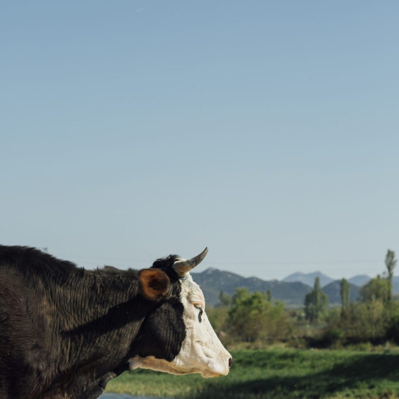 close-up-cow-by-lake