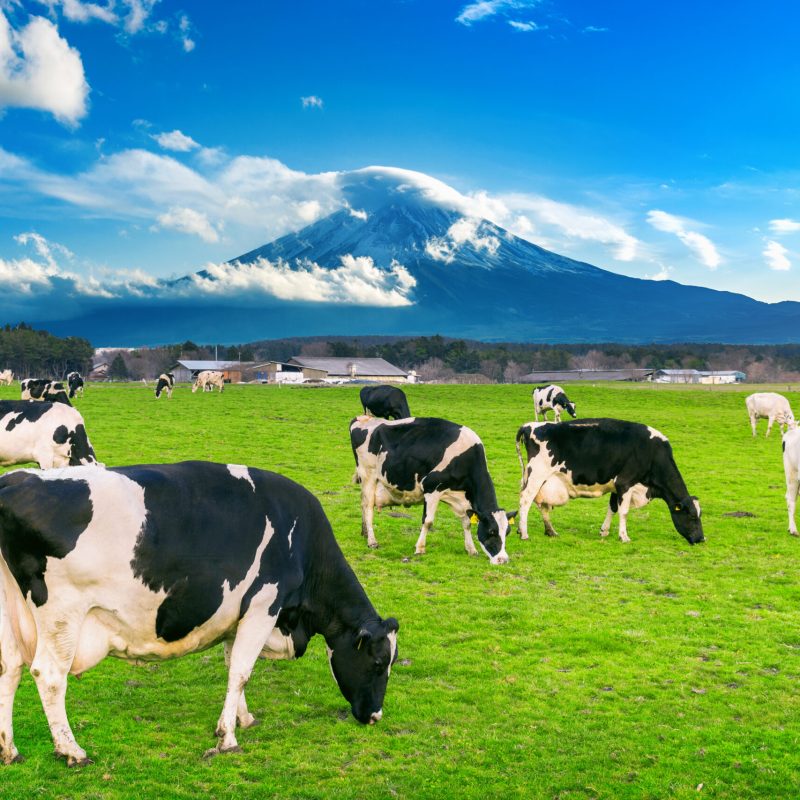 Cows eating lush grass on the green field in front of Fuji mountain, Japan.